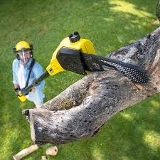 Reliable Goliad, TX Tree Care Solutions