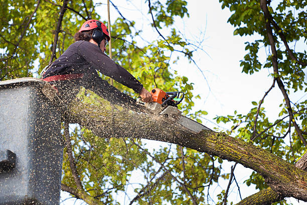 How Our Tree Care Process Works  in  Goliad, TX